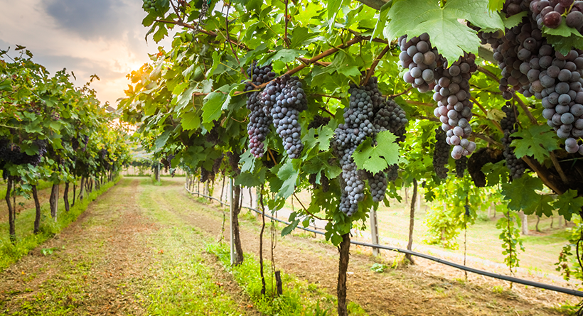 Willoughby Park grapes and vines